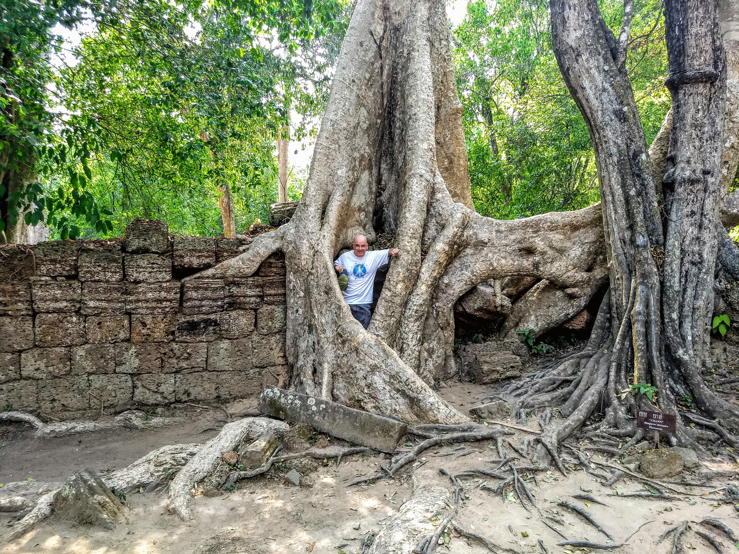 Angkor Thom Tree - Mark Peace Thomas 04-14-19