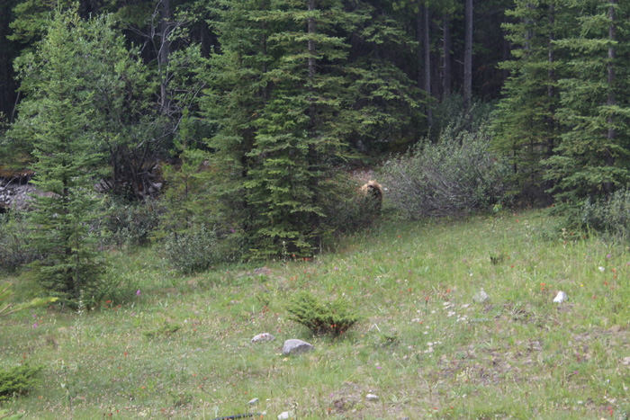 Canada Banff Icefields Parkway Drive Bear - Pic by Susan Thomas - Awesome Entertainment Travel Blog